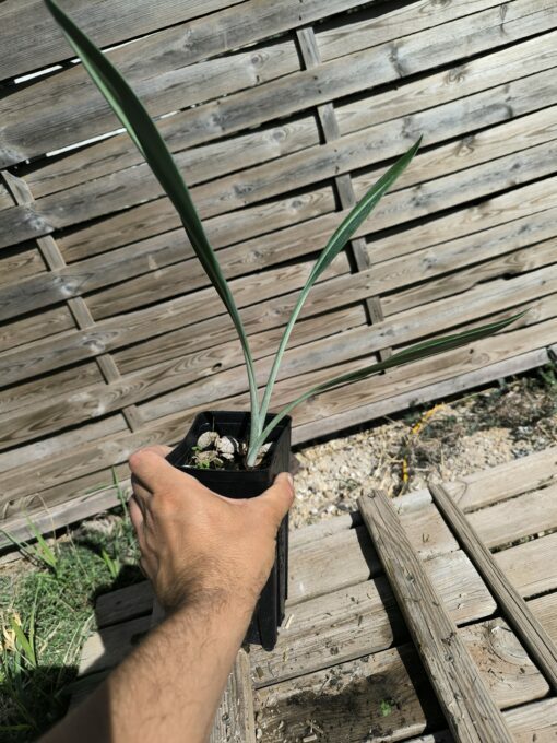 Phaedranassa cinerea – Image 4