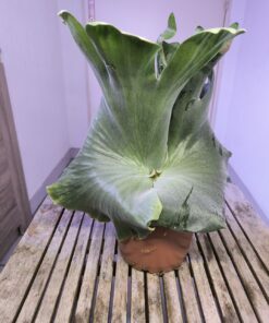 Platycerium holttumii XL