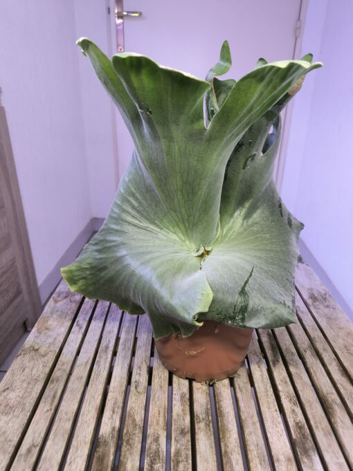 Platycerium holttumii XL