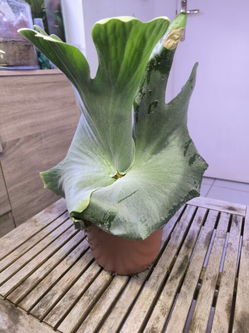 Platycerium holttumii XL – Image 6