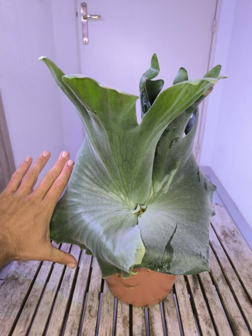 Platycerium holttumii XL – Image 4