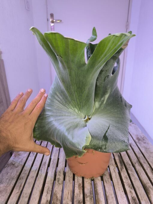 Platycerium holttumii XL – Image 3