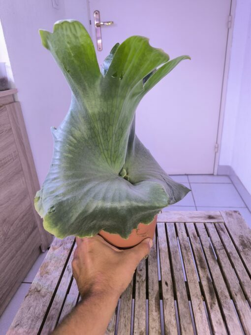 Platycerium holttumii XL – Image 2