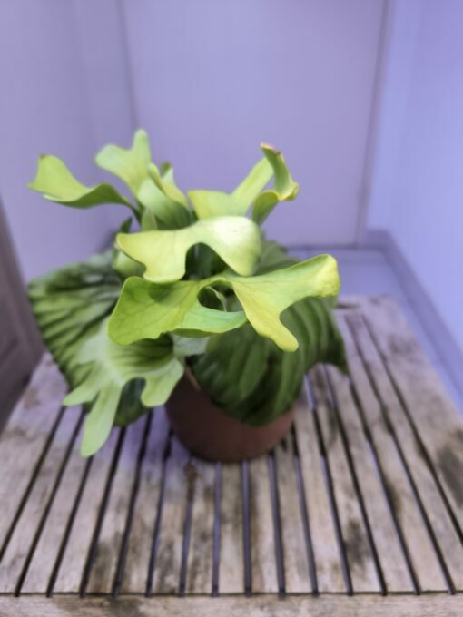 Platycerium  ridleyi XL A - Image 3