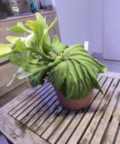 Platycerium  ridleyi XL A