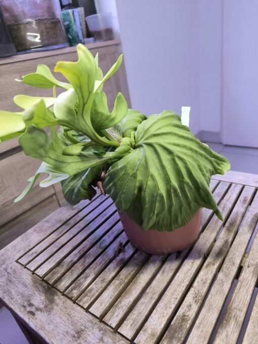 Platycerium  ridleyi XL A