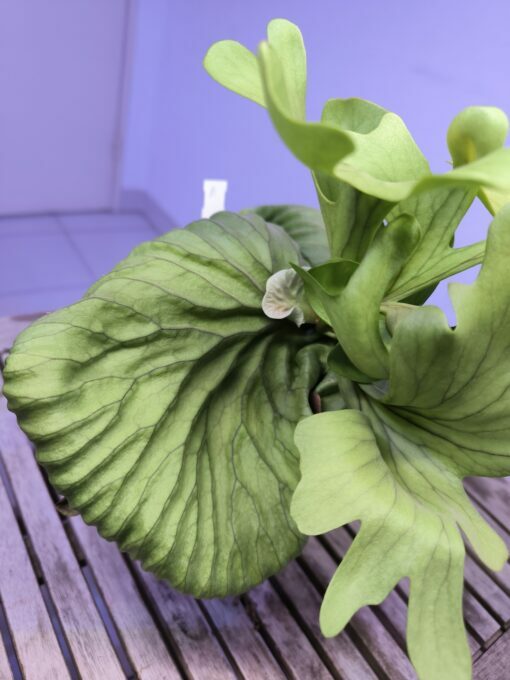 Platycerium  ridleyi XL A - Image 7