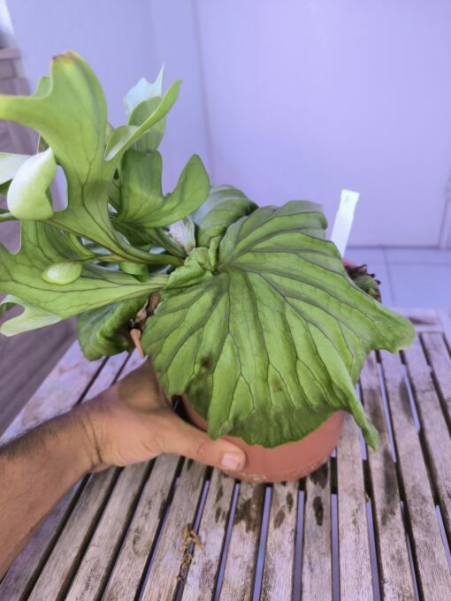 Platycerium  ridleyi XL A - Image 6