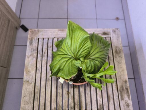 Platycerium ridleyi XL B – Image 4