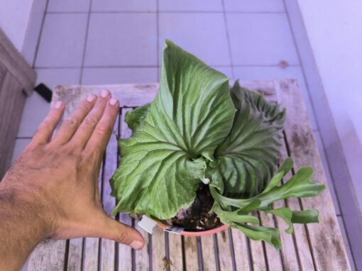 Platycerium ridleyi XL B – Image 5