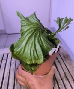 Platycerium ridleyi XL B