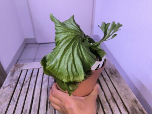 Platycerium ridleyi XL B
