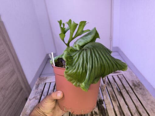 Platycerium ridleyi XL B – Image 6