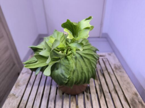Platycerium ridleyi XL C – Image 3