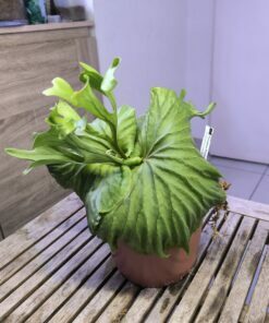 Platycerium ridleyi XL C