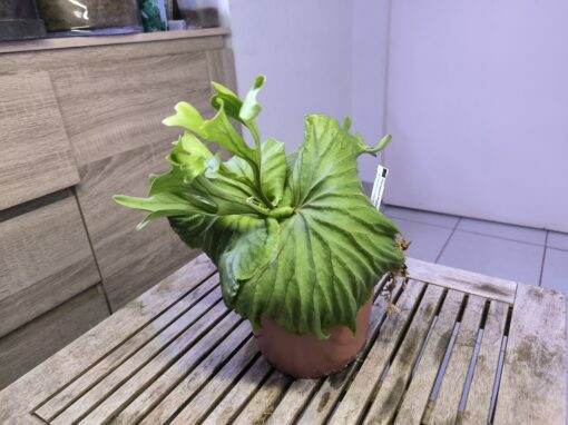 Platycerium ridleyi XL C