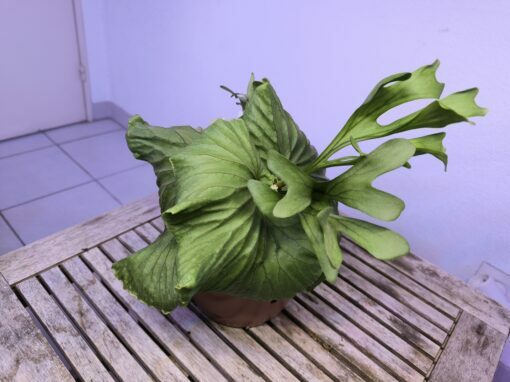 Platycerium ridleyi XL C – Image 4