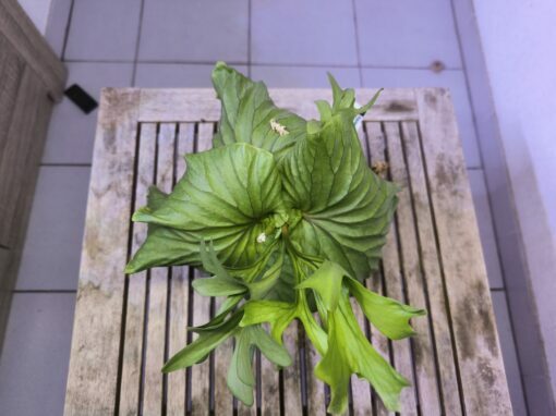 Platycerium ridleyi XL C – Image 6