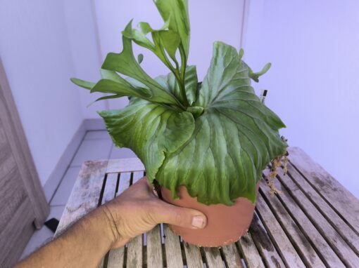 Platycerium ridleyi XL C – Image 5