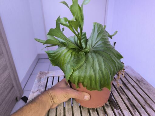 Platycerium ridleyi XL C – Image 7