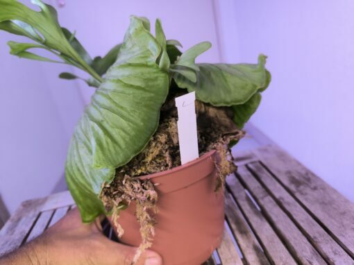 Platycerium ridleyi XL C – Image 8