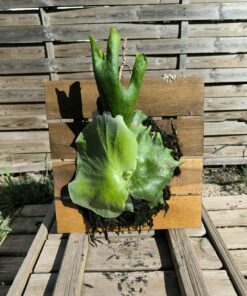 Platycerium wandae Board