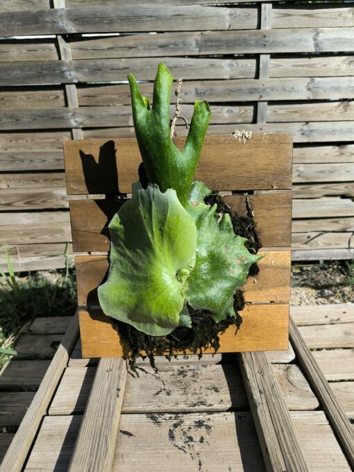 Platycerium wandae Board
