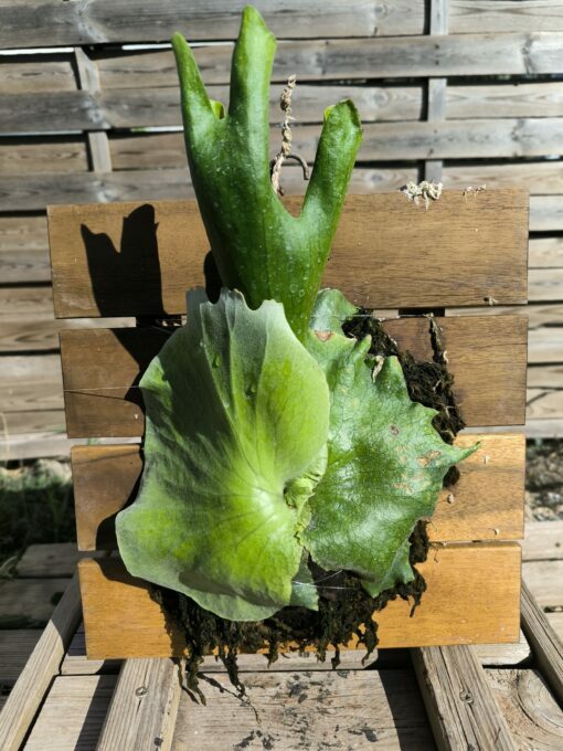 Platycerium wandae Board - Image 4