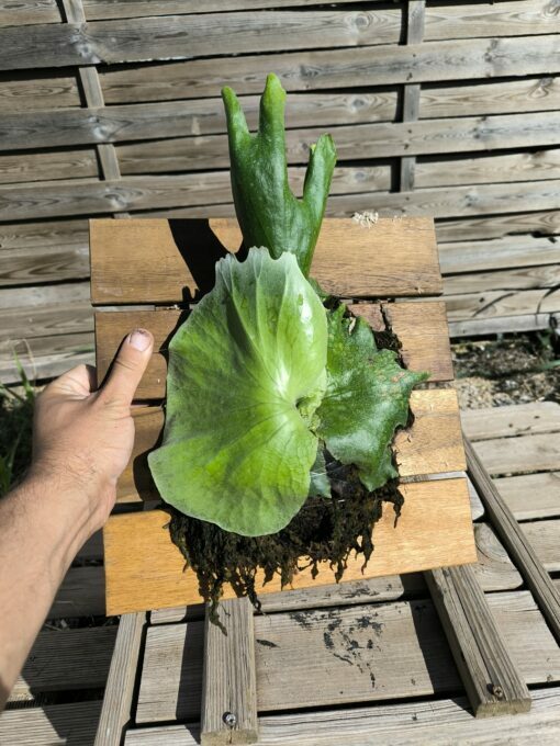 Platycerium wandae Board - Image 7