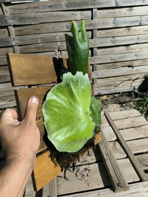 Platycerium wandae Board - Image 6