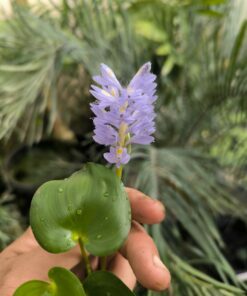 Pontederia rotundifolia (Brésil)