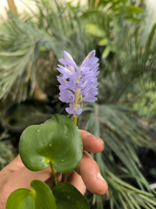 Pontederia rotundifolia (Brésil)