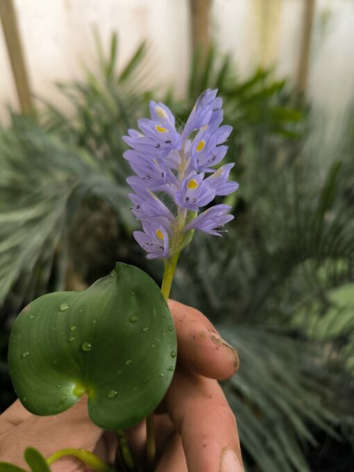 Pontederia rotundifolia (Brésil) - Image 3