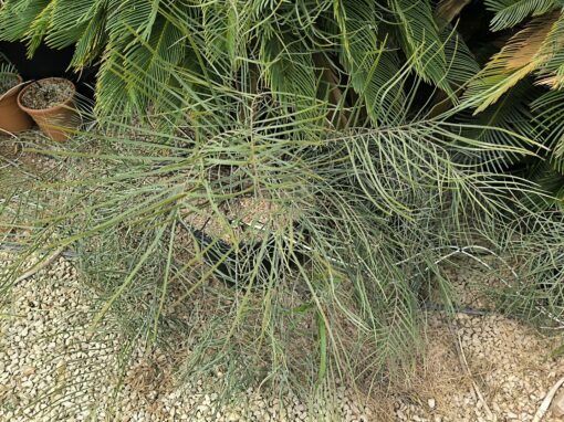 Zamia angustifolia 2L – Image 2