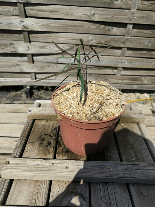 Zamia angustifolia 2L – Image 4