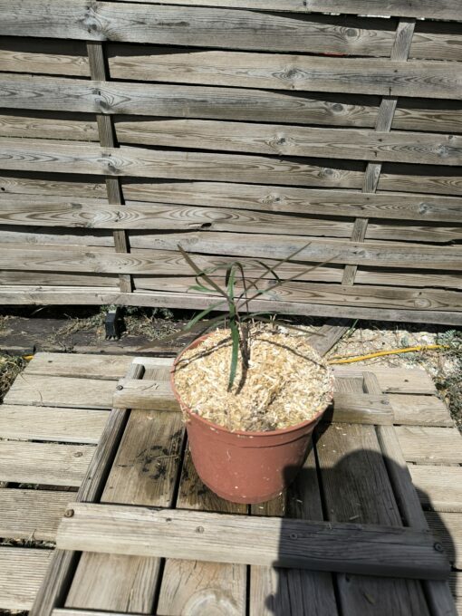 Zamia angustifolia 2L – Image 5