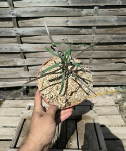 Zamia angustifolia 2L