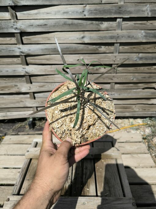 Zamia angustifolia 2L