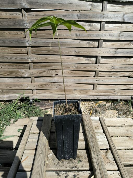 Zamia fairchildiana 2-3cm - Image 4