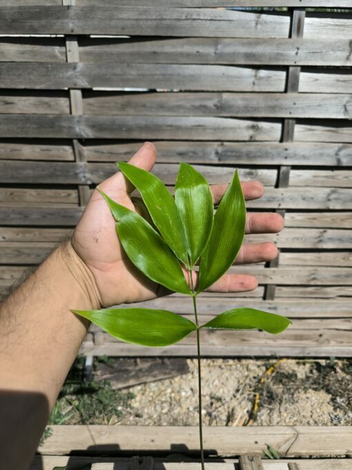 Zamia fairchildiana 2-3cm - Image 2