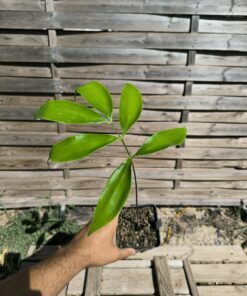 Zamia fairchildiana 2-3cm