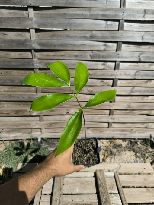 Zamia fairchildiana 2-3cm