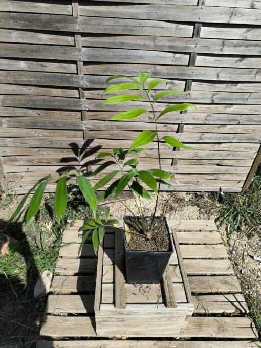Zamia fairchildiana 4cm caudex - Image 2