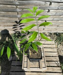 Zamia fairchildiana 4cm caudex