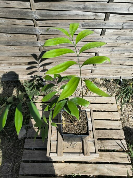 Zamia fairchildiana 4cm caudex