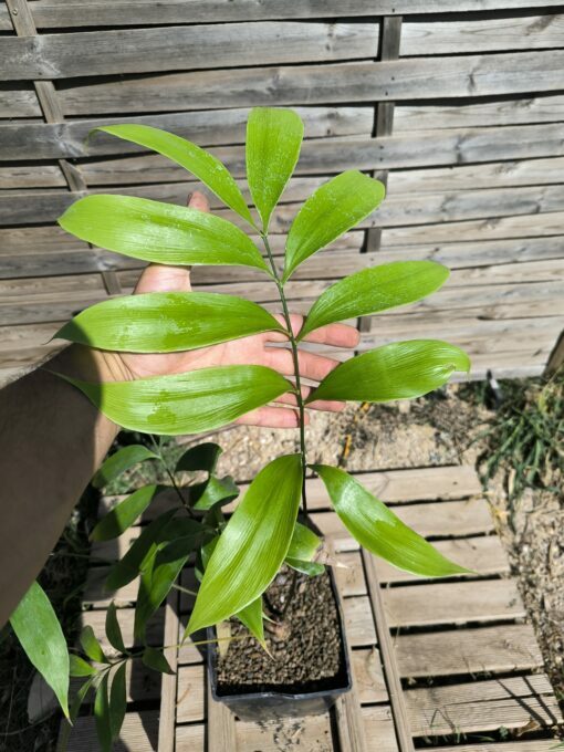 Zamia fairchildiana 4cm caudex - Image 3