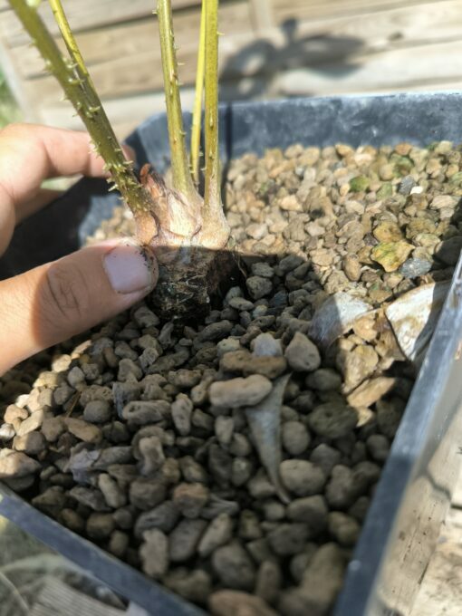 Zamia fairchildiana 4cm caudex - Image 7