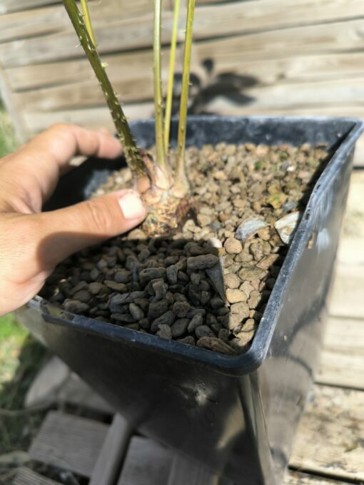 Zamia fairchildiana 4cm caudex - Image 8