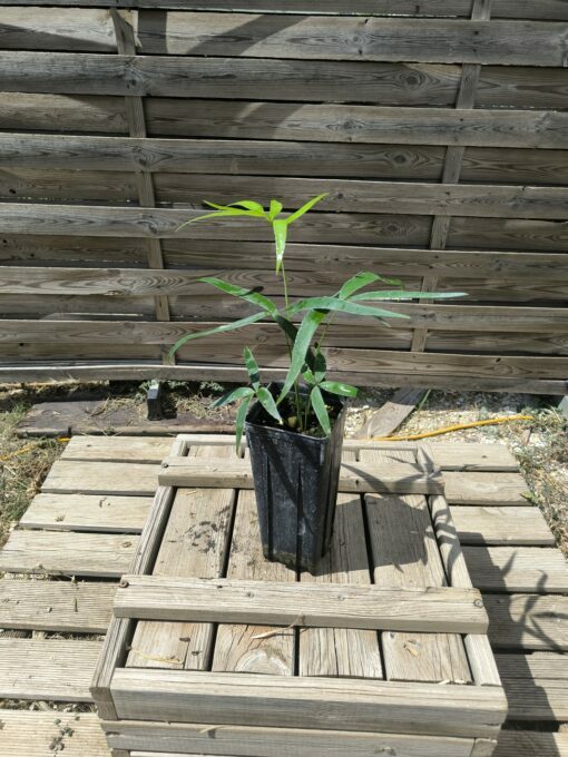 Zamia inermis - Image 3