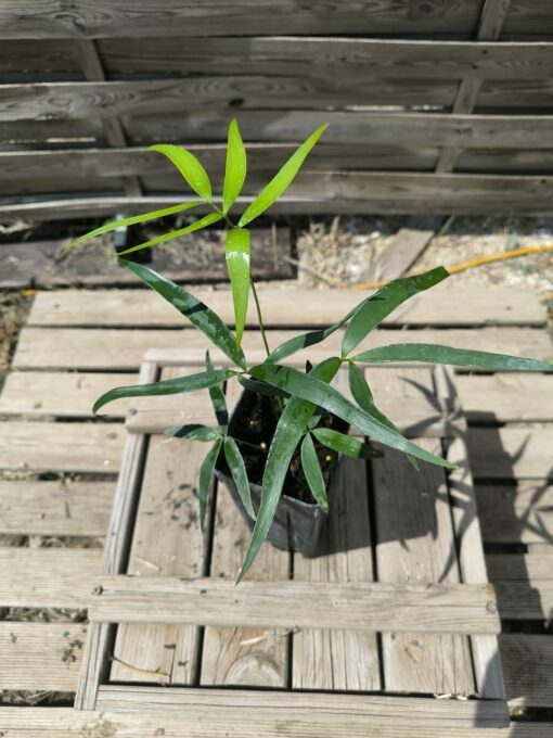 Zamia inermis - Image 4